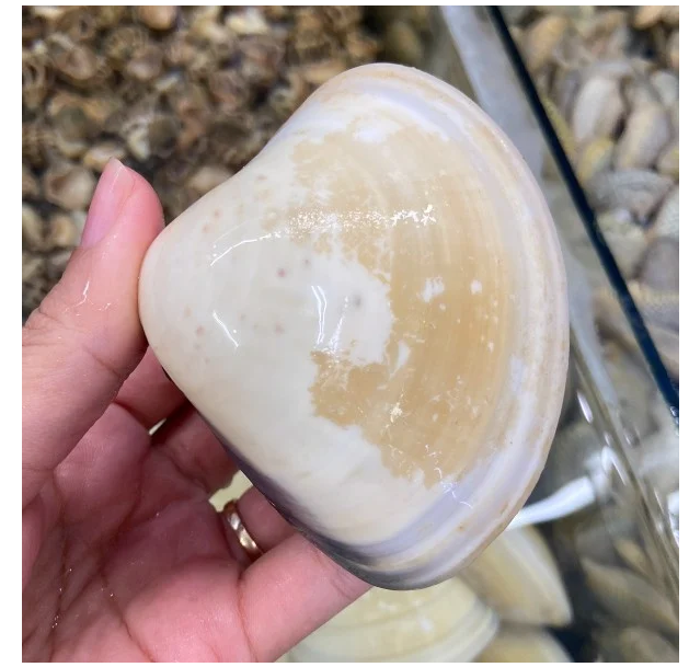 Phạm Huỳnh Gia Bảo
