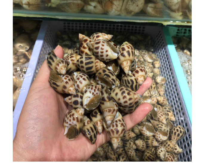 Phạm Huỳnh Gia Bảo