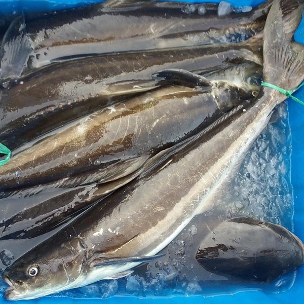 Phạm Huỳnh Gia Bảo