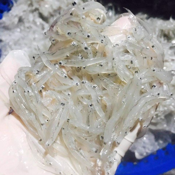 Phạm Huỳnh Gia Bảo