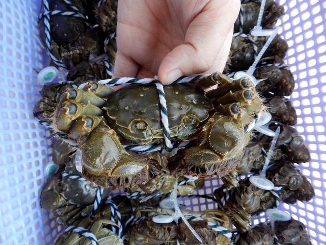 Phạm Huỳnh Gia Bảo