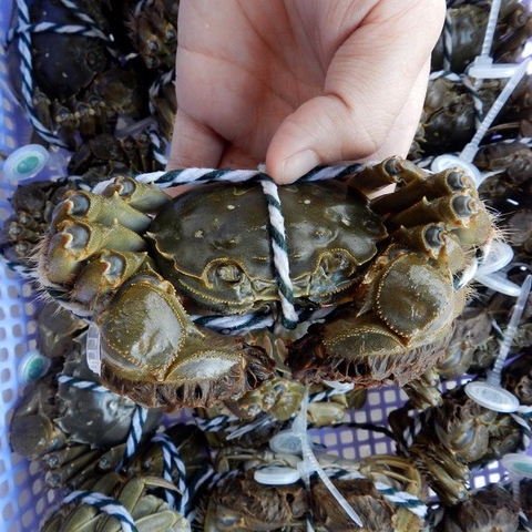 Phạm Huỳnh Gia Bảo