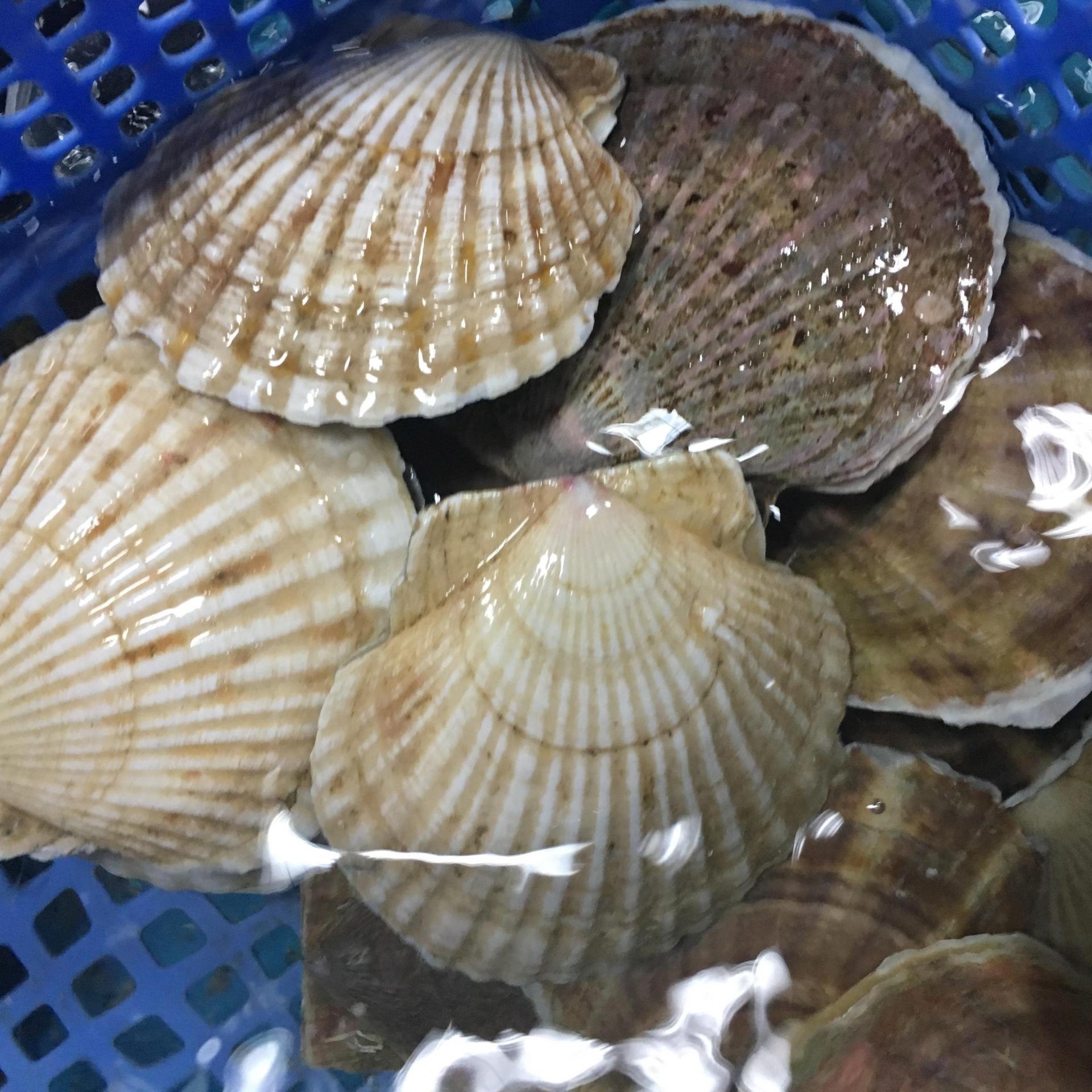 Phạm Huỳnh Gia Bảo
