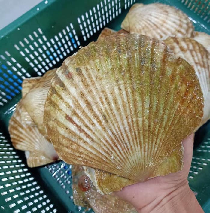 Phạm Huỳnh Gia Bảo
