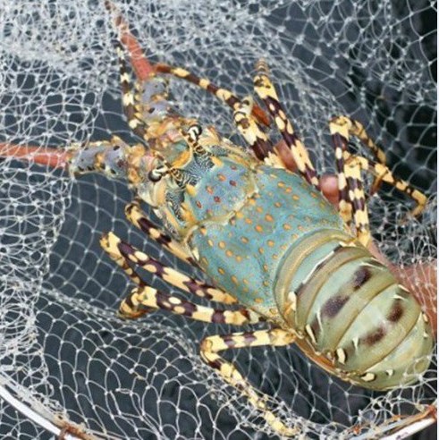 Phạm Huỳnh Gia Bảo