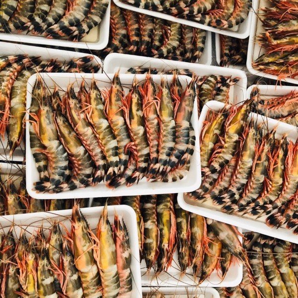 Phạm Huỳnh Gia Bảo