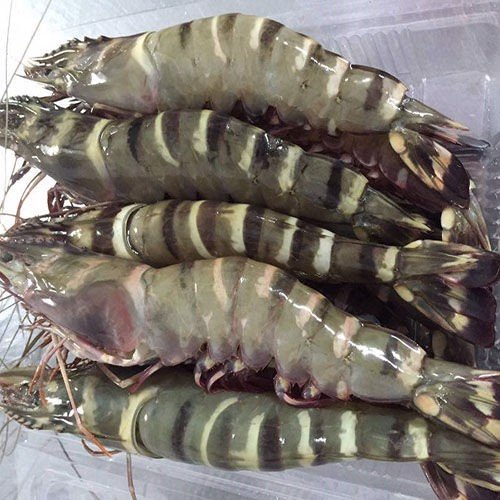 Phạm Huỳnh Gia Bảo
