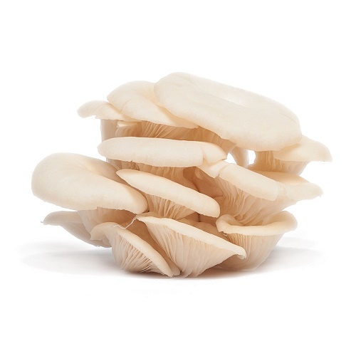 Phạm Huỳnh Gia Bảo