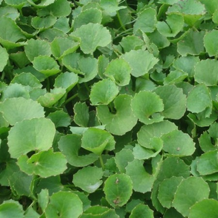 Phạm Huỳnh Gia Bảo